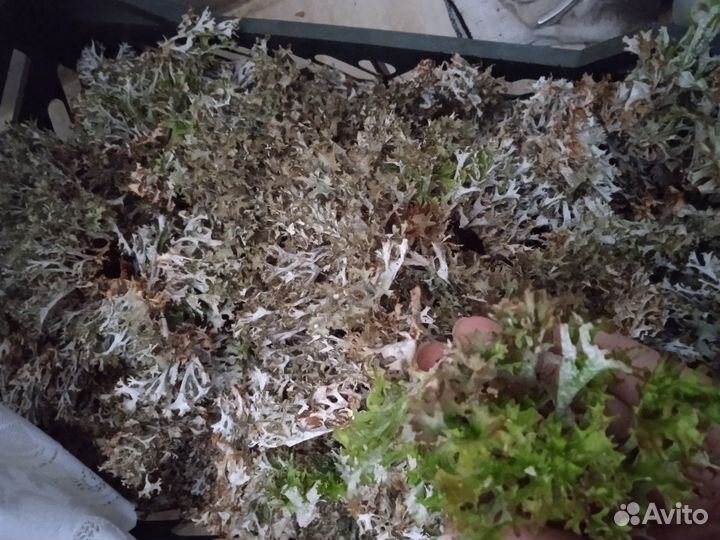 Исландский мох(цетрария)