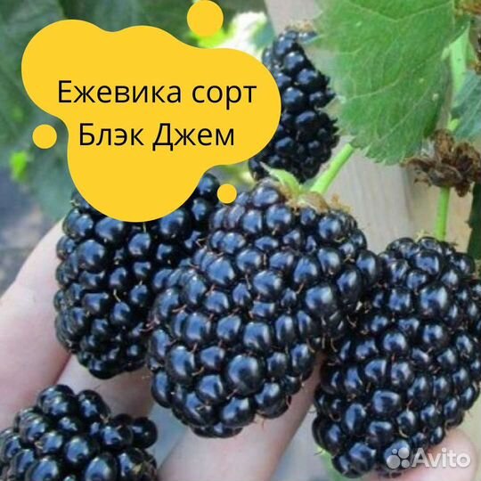 Саженцы ежевики Блэк Джем