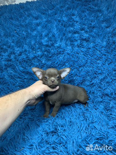 Мальчик чихуахуа