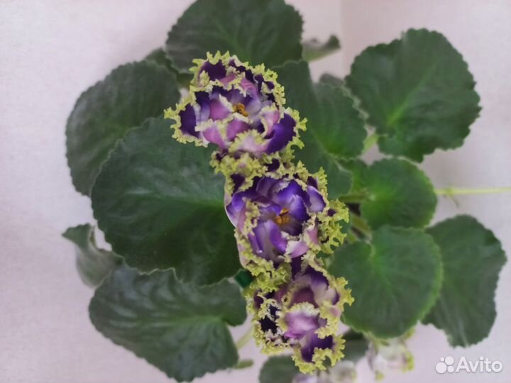 Фиалка Дух воды