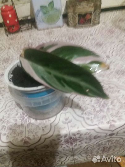 Строманта Триколор