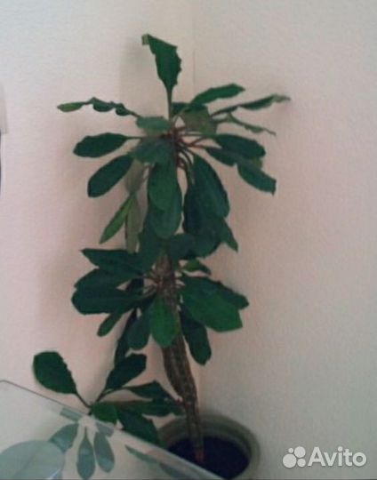 Малочай Алое Сансивиерия