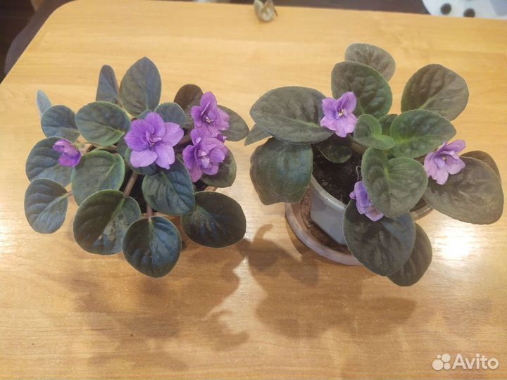 Цветущие фиалки