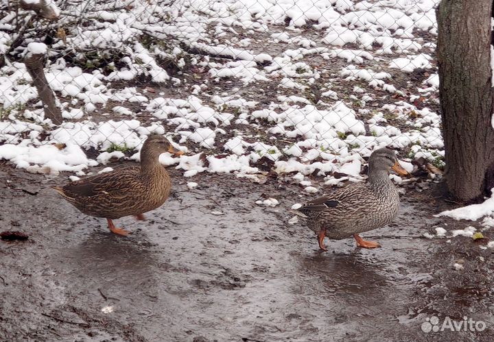 Подсадные утки (чубарые,тульские,мраморные)
