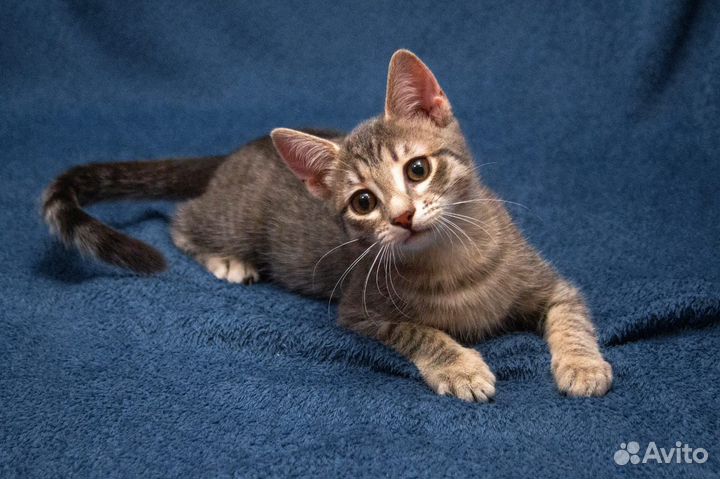 Стесняшка Фогги ищет семью, котёнок