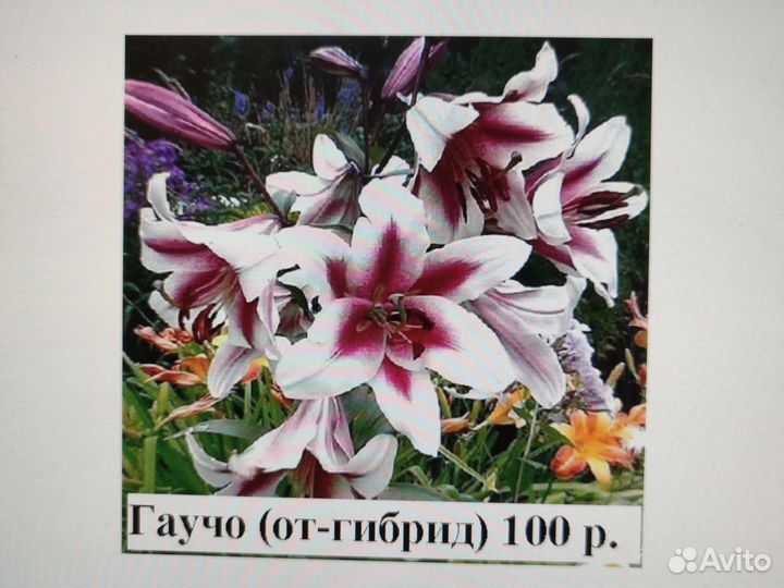 Цветы лилии, луковицы