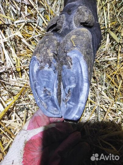 Обрезка копыт крс