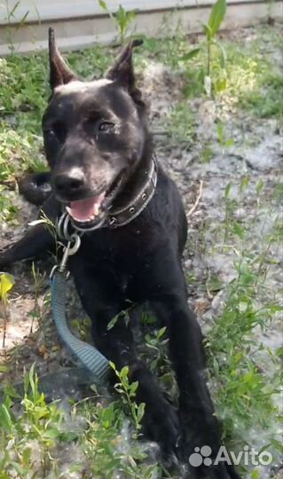 Мальчик из, черного приюта