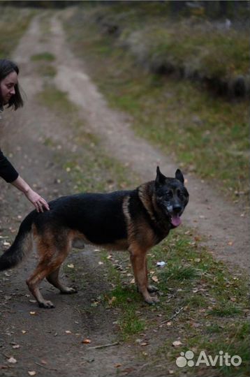 Отдам в добрые руки