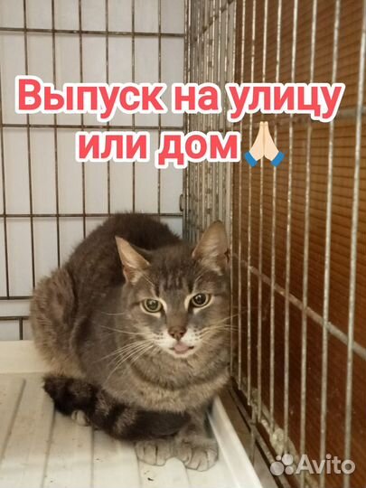 Кошке нужен куратор или дом