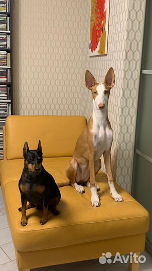 Кинолог, зоопсихолог, дрессировка собак