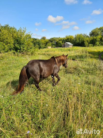 Лошадь пони