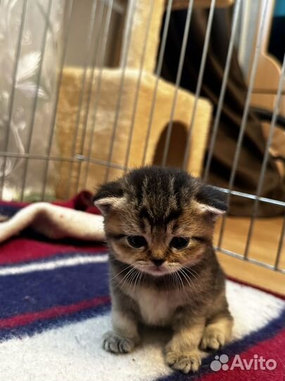 Котятки Британцы n25