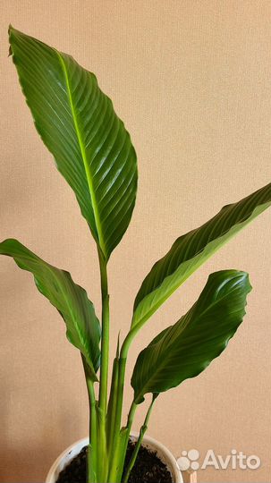 Спатифиллум сенсация