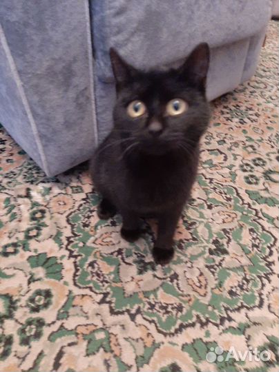 Кошка