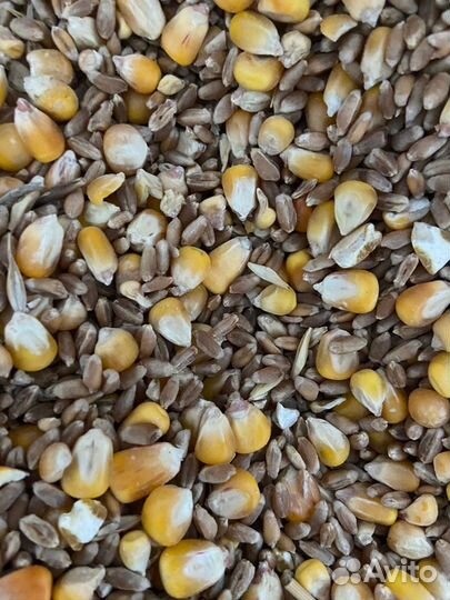 Зерносмесь, кукуруза и пшеница, ячмень,горох