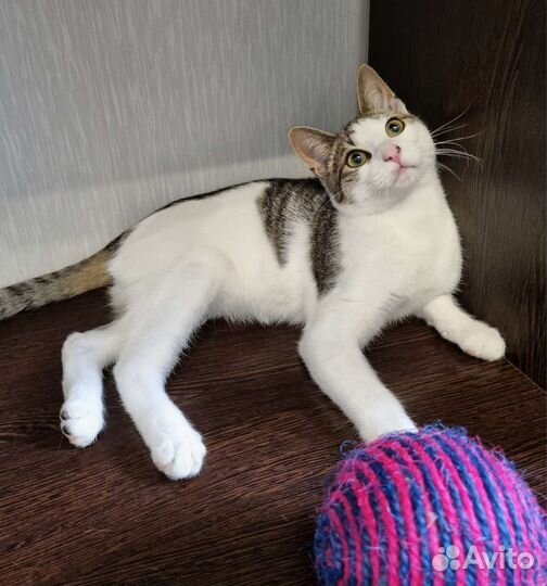 Очень ласковый Бублик ищет дом