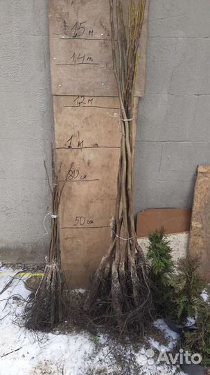 Грецкий орех тонкокорый урожаный опт-Розница