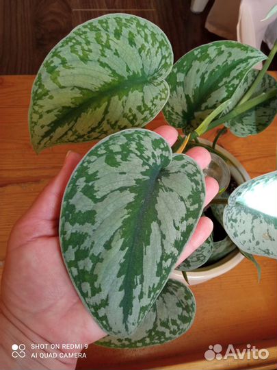 Сциндапсус эпипремнум, нефролепис