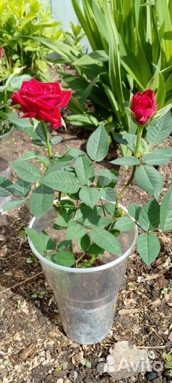 Кустовая роза