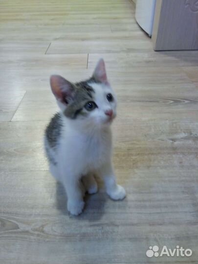 Котенок мальчик бесплатно