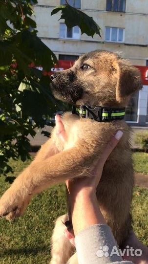 Щенок в добрые руки