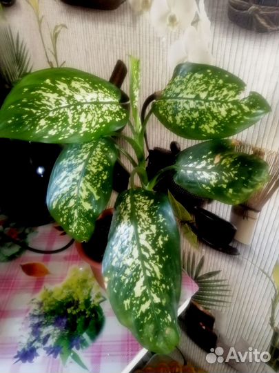 Комнатные цветы