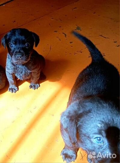 Щенки лабрадора