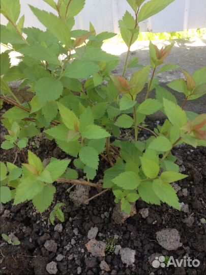 Декоративные кустарники