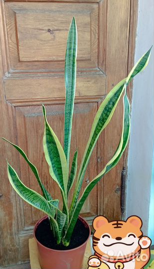 Сансевиерия или 