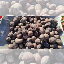 Картофель