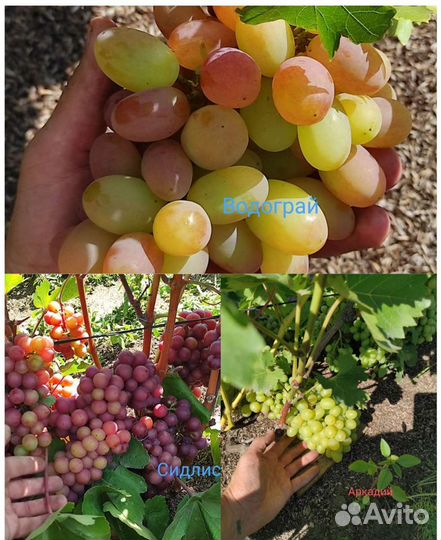 Саженцы винограда