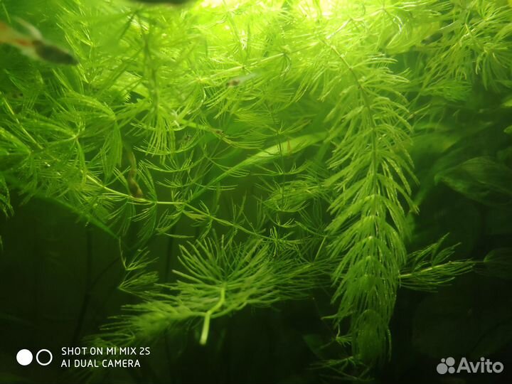 Роголистник