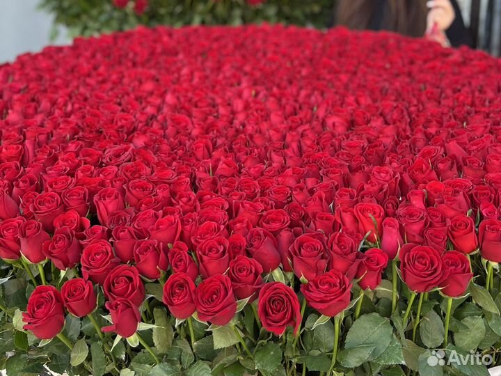 Цветы Корзина из 501 розы