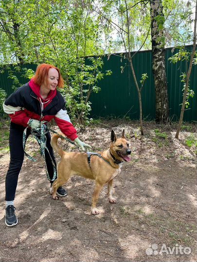 Собака Василиса ищет дом