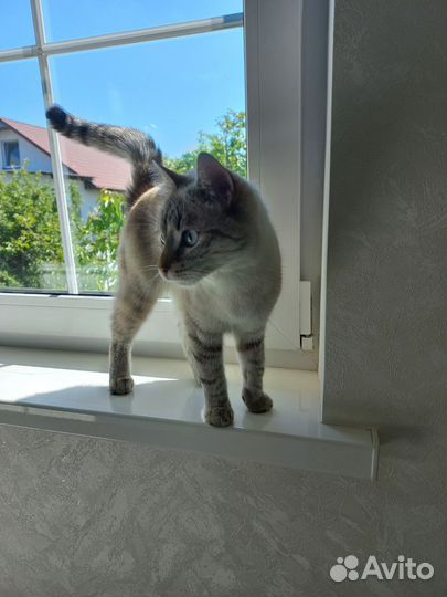 Кошечка Сима