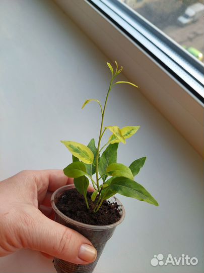 Комнатное растение