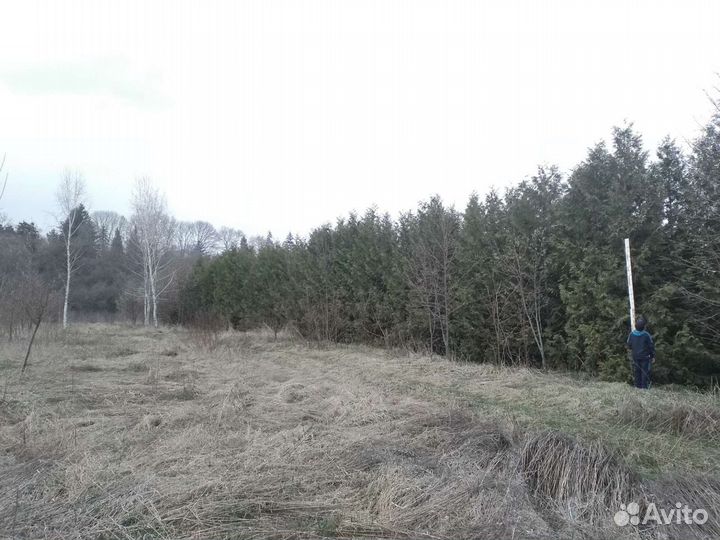 Туя Раскидистая 3.5-5.0м