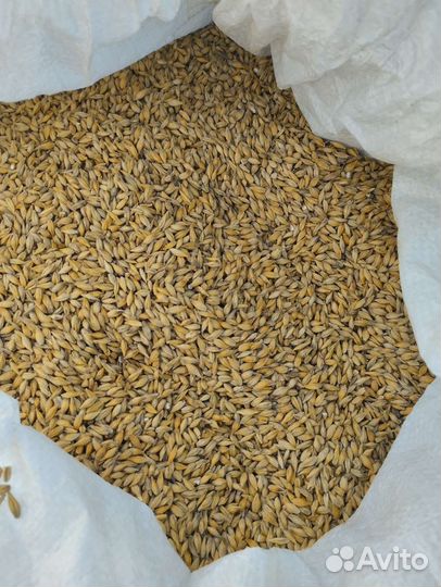 Ячмень яровой