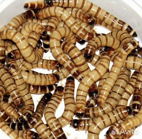 Зофобас личинки