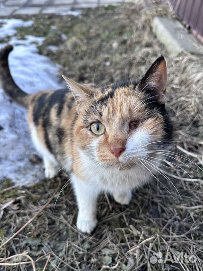 Особенная кошечка в добрые руки