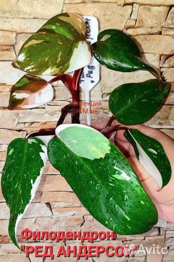 Филодендроны-Фуззи Патиоле,Ред андерсон и Эмиральд