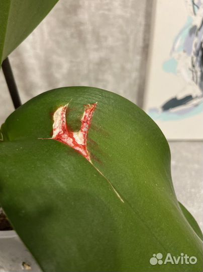 Орхидея фаленопсис