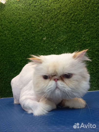 Стрижка кошек и собак