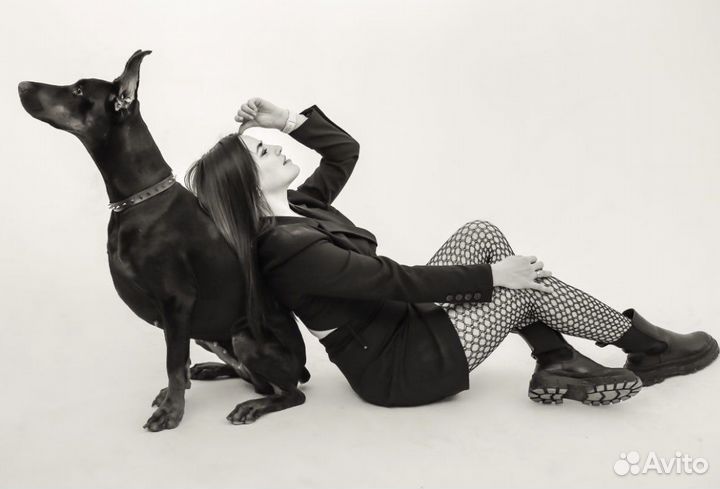 Доберман для фотосессии