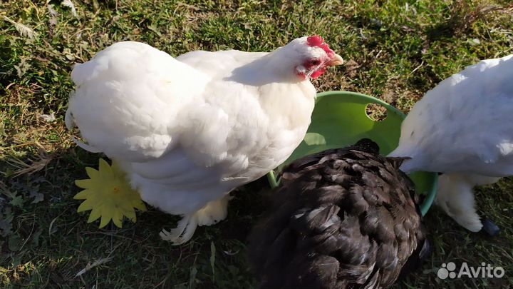 Декоративные карликовые куры