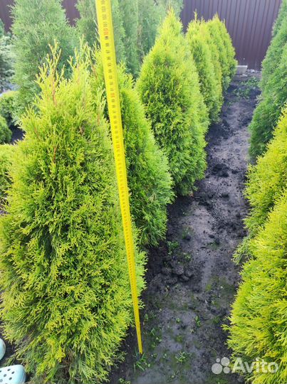 Хвойные растения