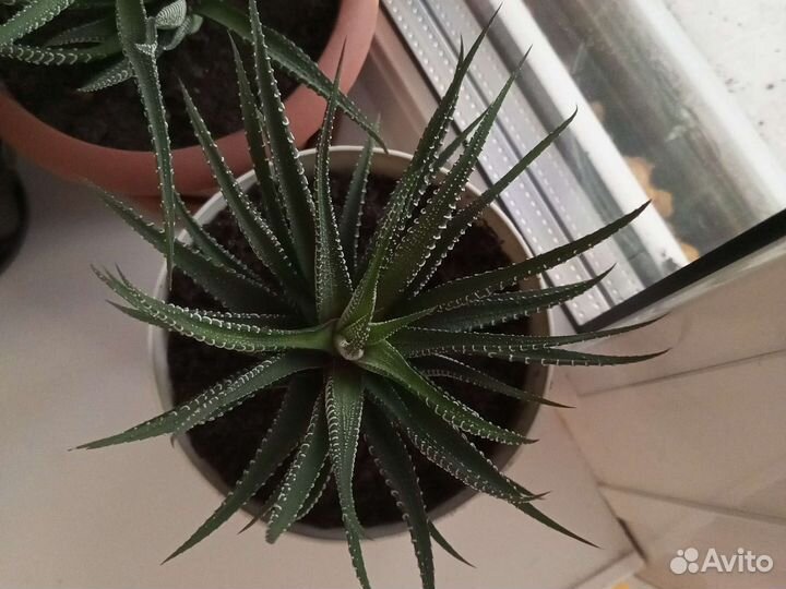 Хавортия полосатая