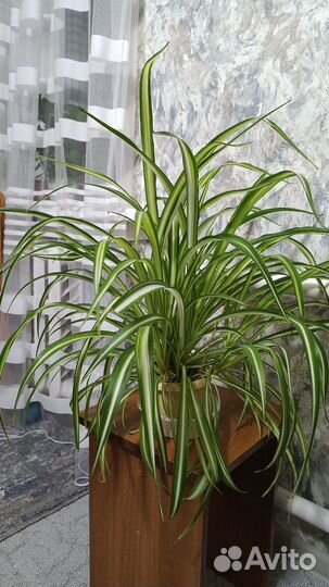 Хлорофитум