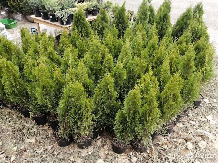 Туя смарагд